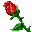 rose