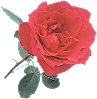 Jade's Rose
